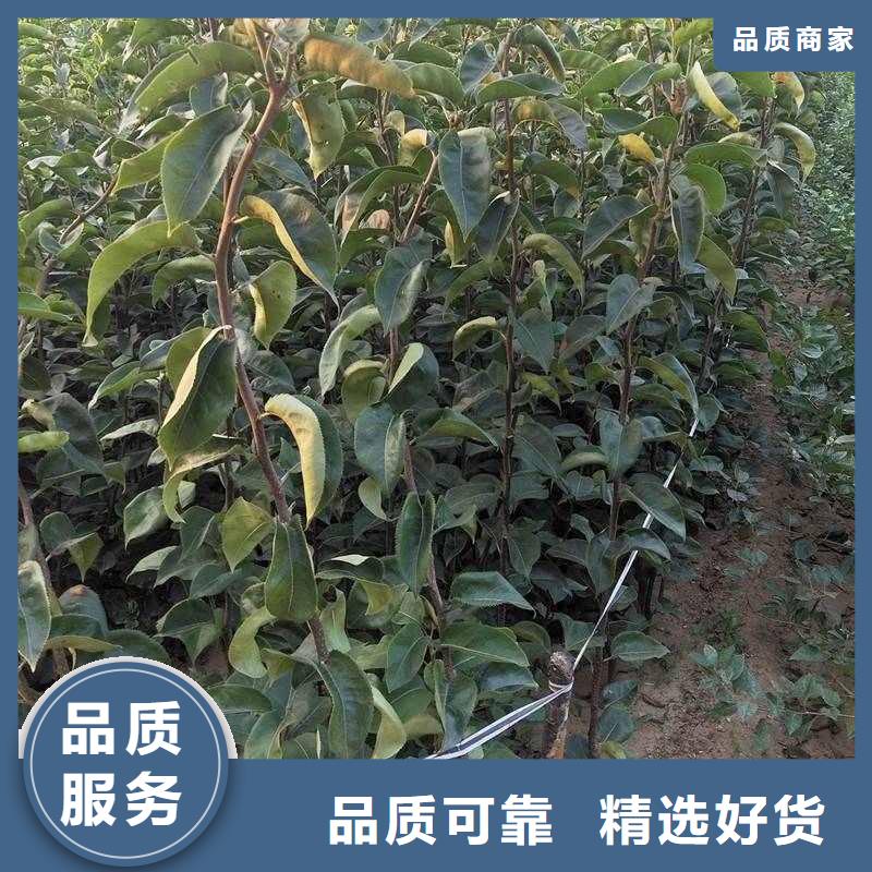 梨新梨7号梨树苗采购无忧