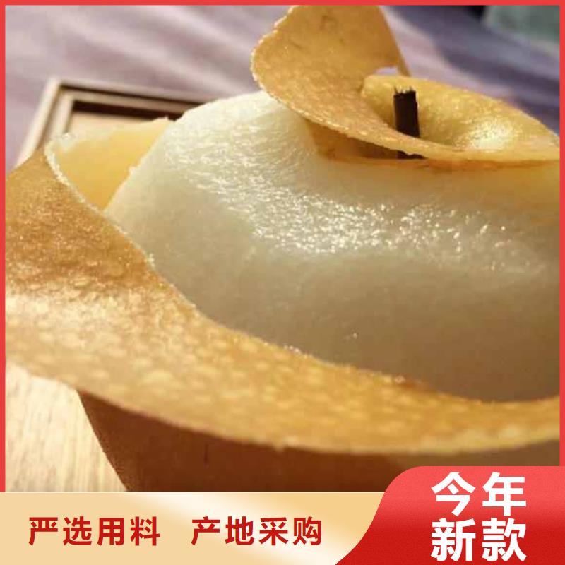 梨秋月梨树苗实体厂家大量现货
