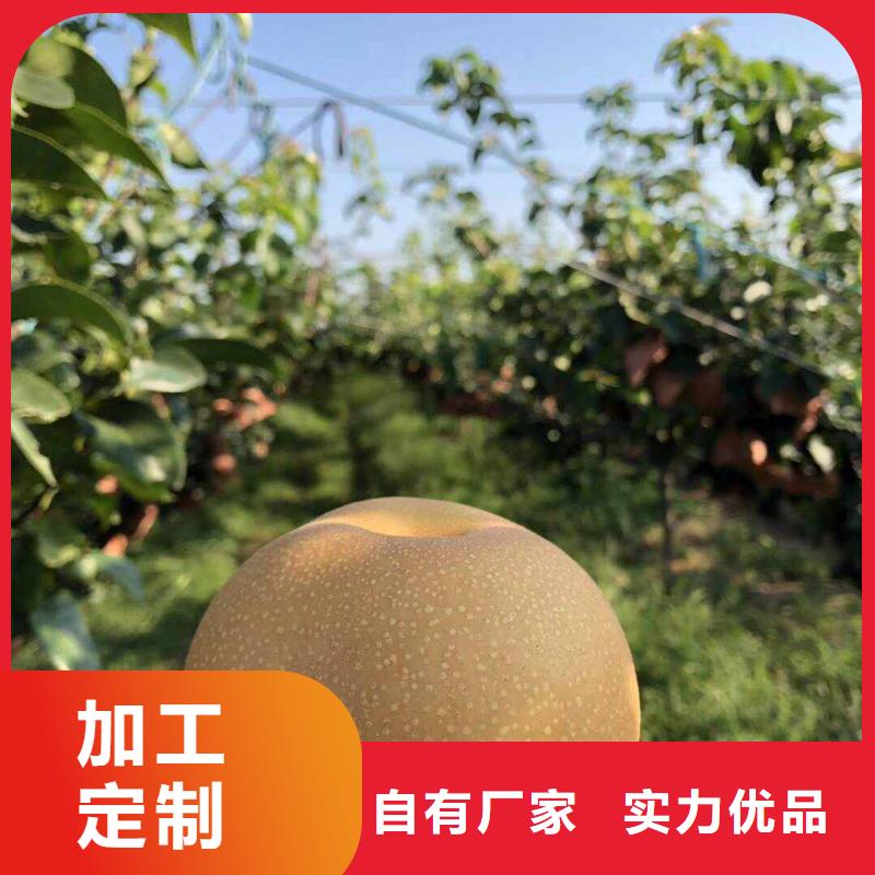 秋月梨樹苗價(jià)格