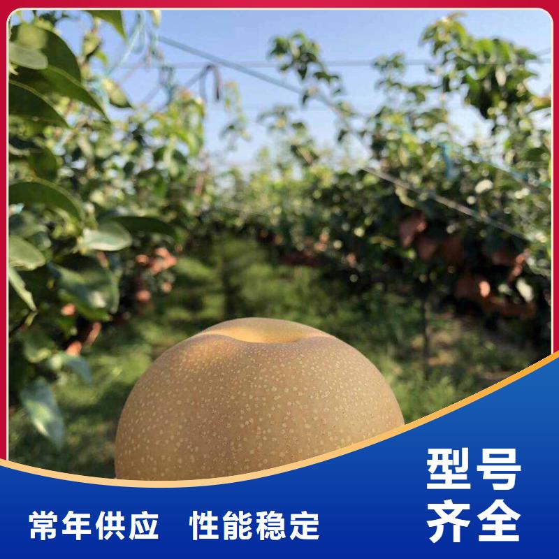 梨秋月梨树苗实体厂家大量现货