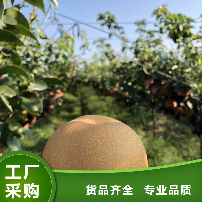梨杜梨苗可放心采購