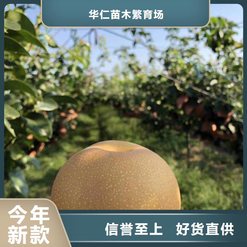秋月梨苗哪里有賣的