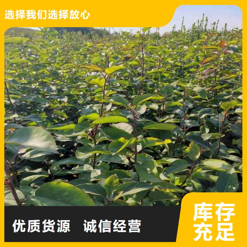 秋月梨苗哪里有賣的