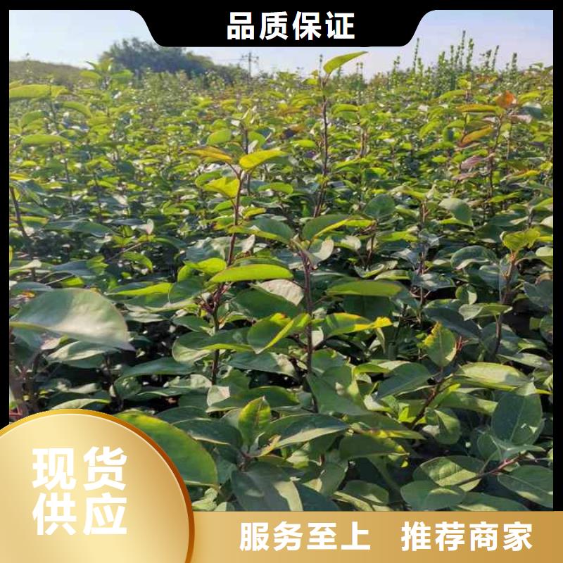 秋月梨苗哪里有賣的