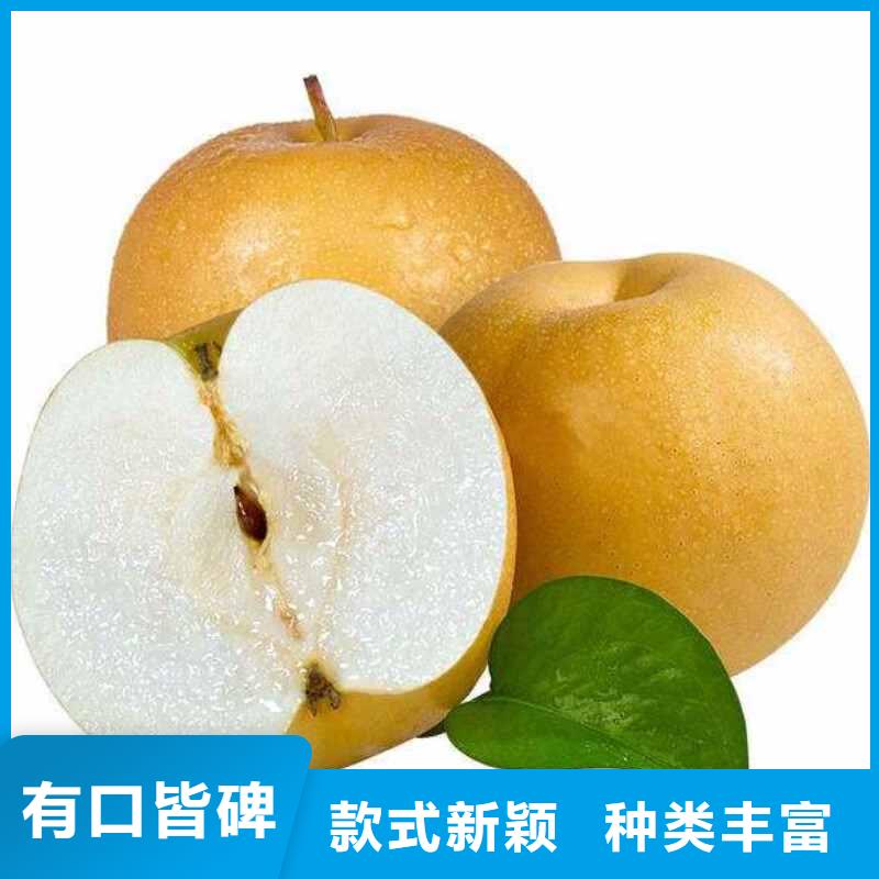 梨玉露香梨樹苗可零售可批發