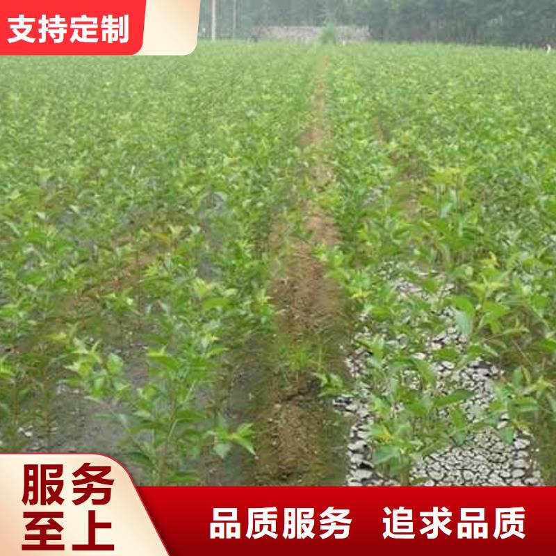 秋月梨苗哪里有賣的