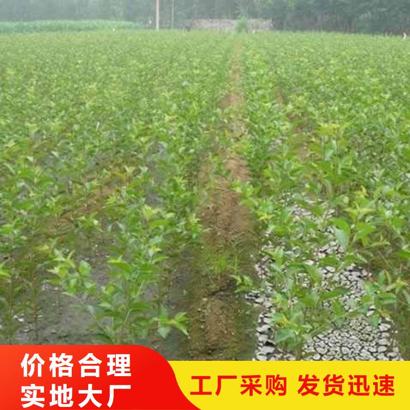 秋月梨種植苗行情