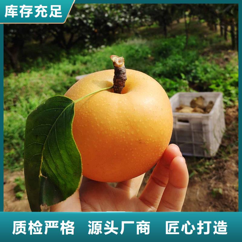 秋月梨苗報價