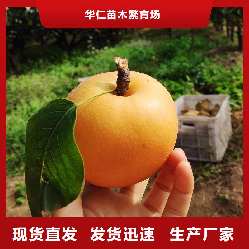 梨瑞蟠101桃樹苗價格有優(yōu)勢
