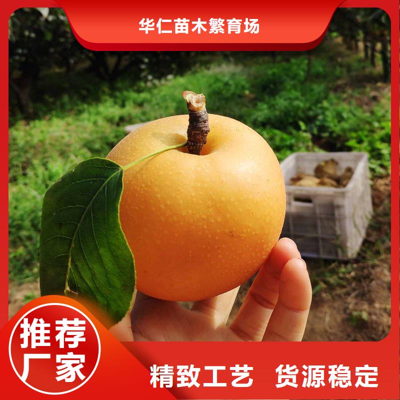 秋月梨苗哪里有賣的