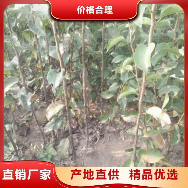 梨梨樹苗基地大廠生產品質