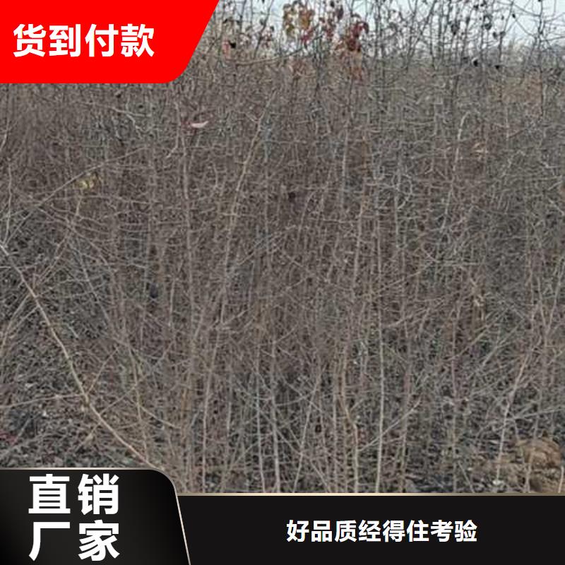 杜梨,毛桃苗来图定制
