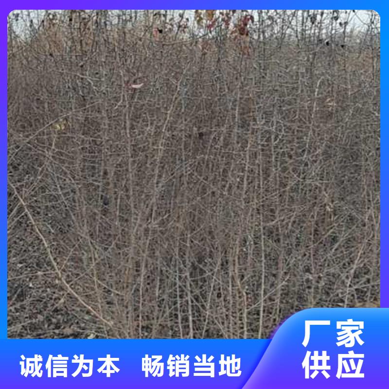 杜梨梨樹苗基地工藝成熟