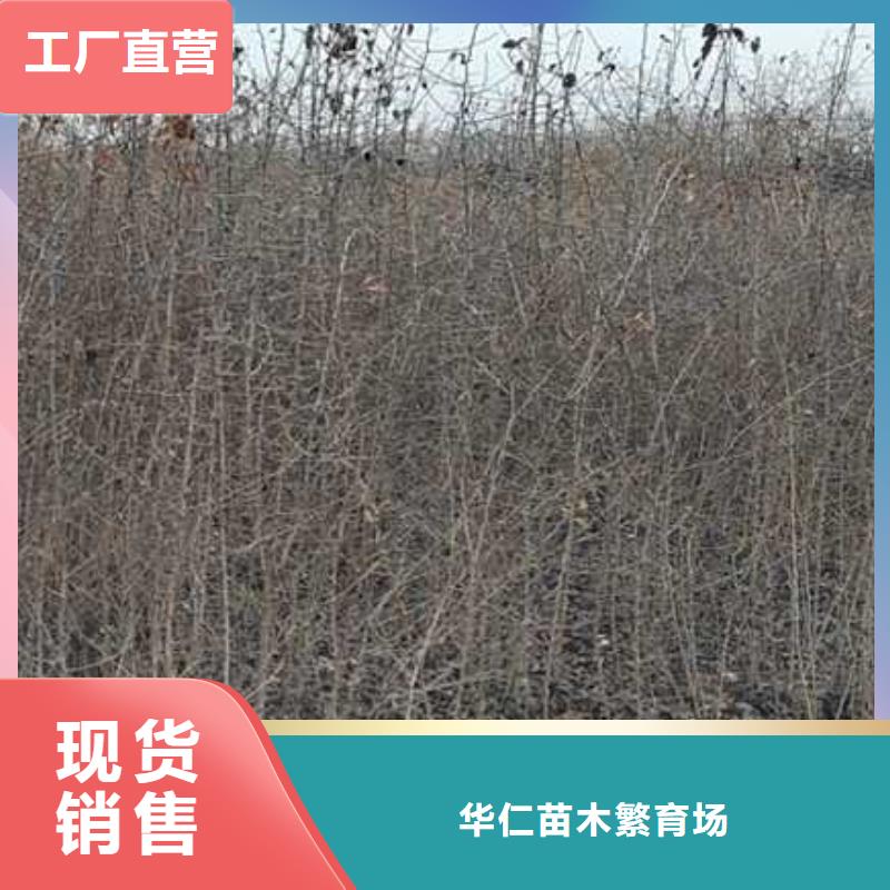山桃苗视频-山桃苗_四川省乐山市市场覆盖夹江|井研|眉山|南充|甘孜|宜宾等