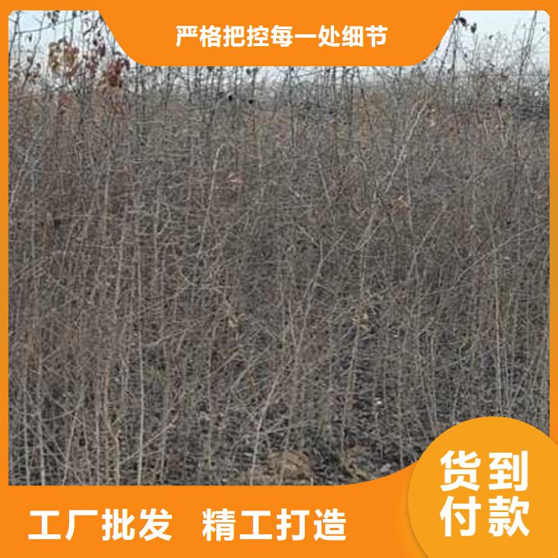 杜梨山桃苗安心购