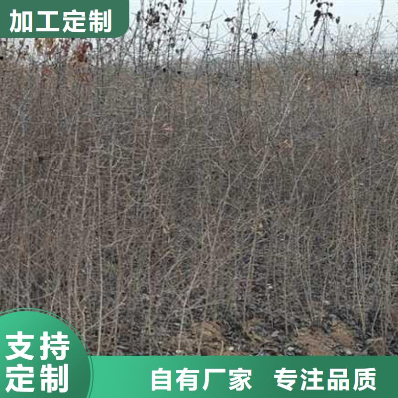 杜梨黃冠梨樹苗實力廠家