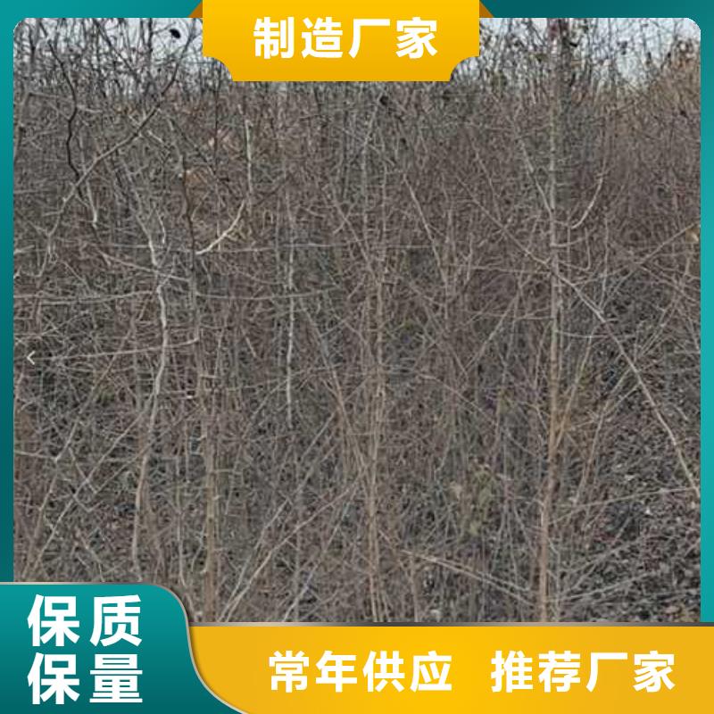 杜梨,梨树苗基地工厂直营