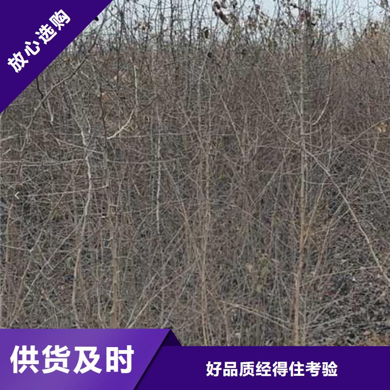 杜梨香酥梨樹苗精品選購