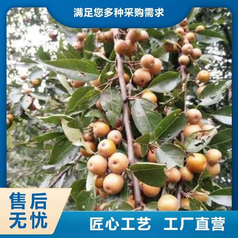 杜梨香酥梨树苗品质无所畏惧