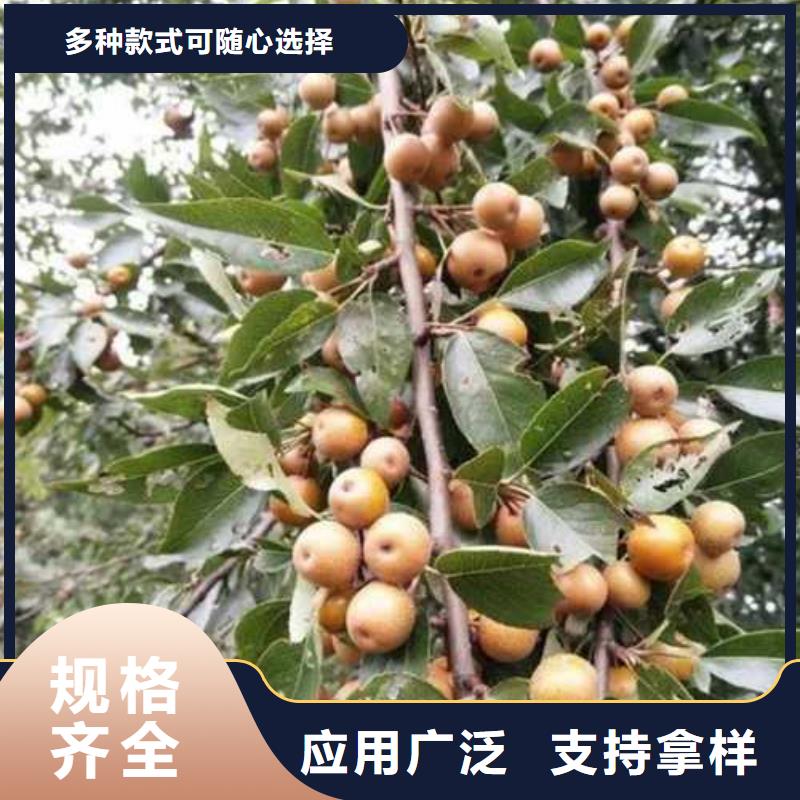 杜梨_【海棠苗】專業(yè)設(shè)計(jì)