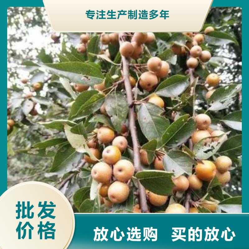 杜梨-秋月梨树苗长期供应