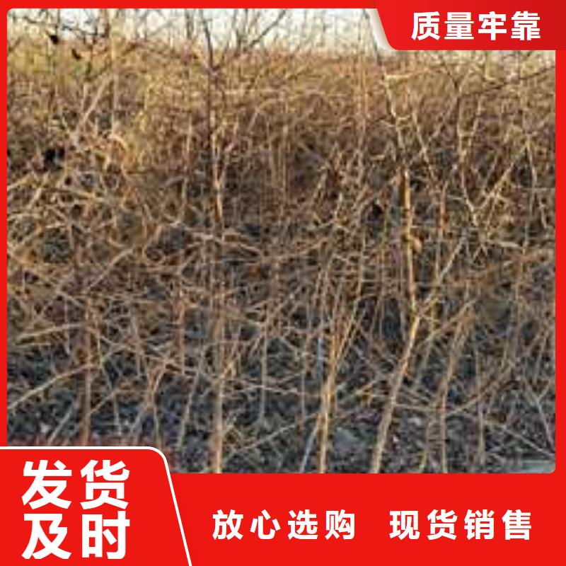 杜梨新梨7号梨树苗颜色尺寸款式定制