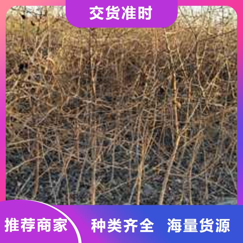 杜梨,毛桃苗来图定制
