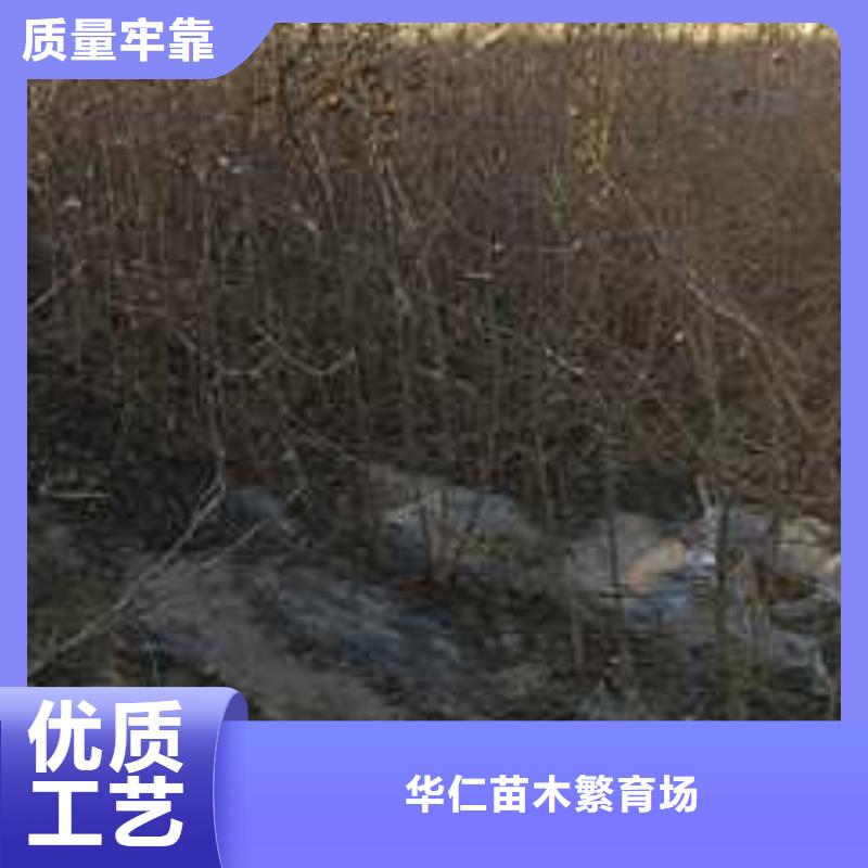 杜梨新梨7號梨樹苗質量安心