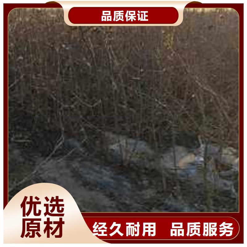 杜梨皇冠梨樹苗自有生產工廠