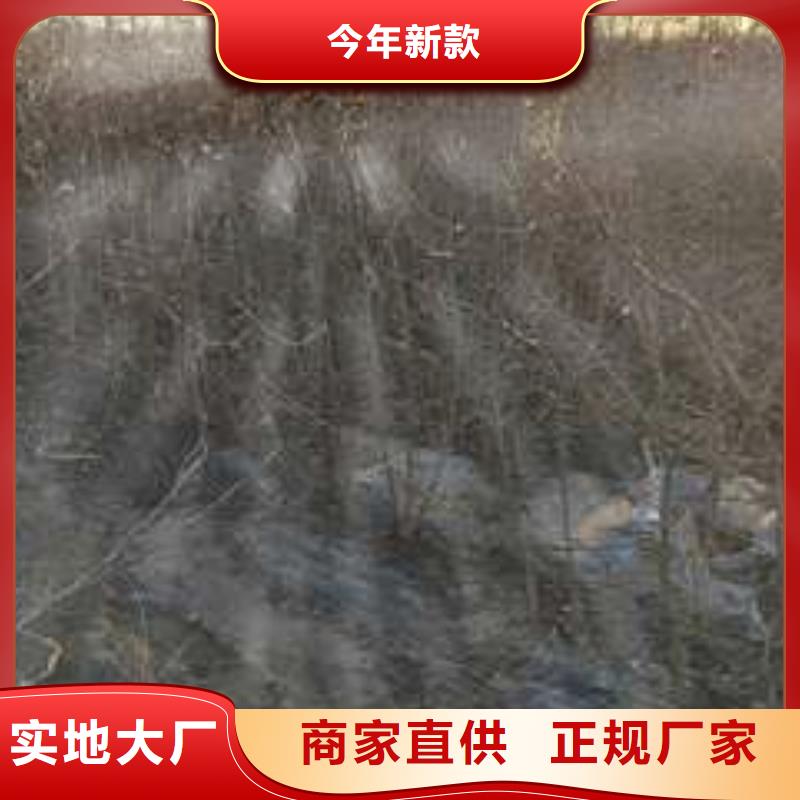 杜梨苗零售批發(fā)