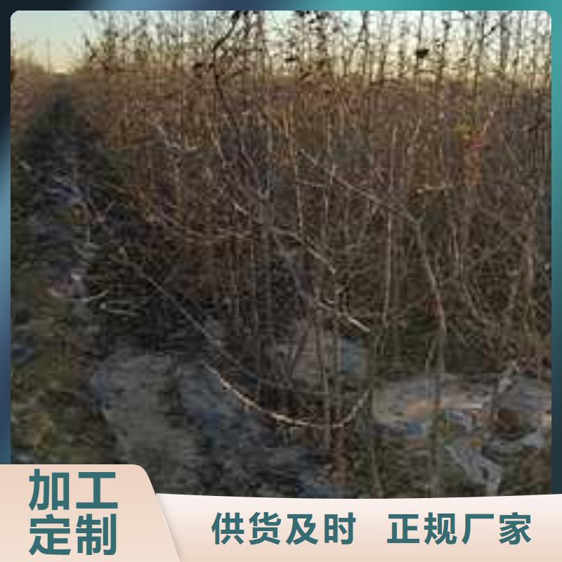 【杜梨-秋月梨树苗工厂现货供应】