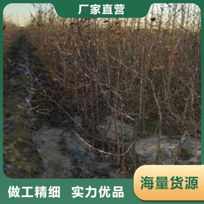 杜梨皇冠梨樹苗自有生產工廠