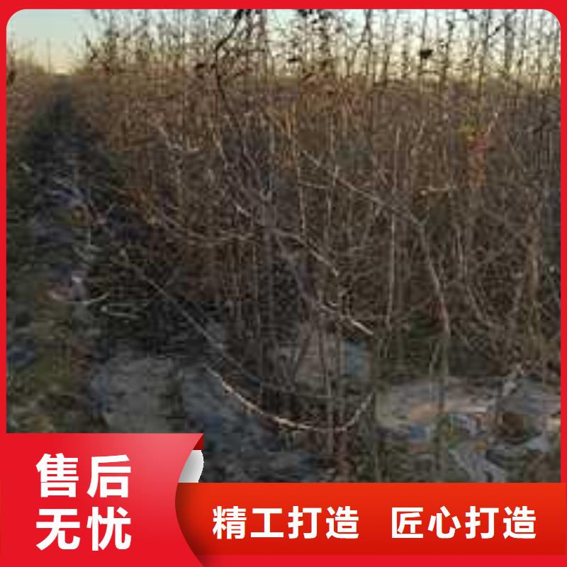 杜梨十四號桃樹苗好產品放心購