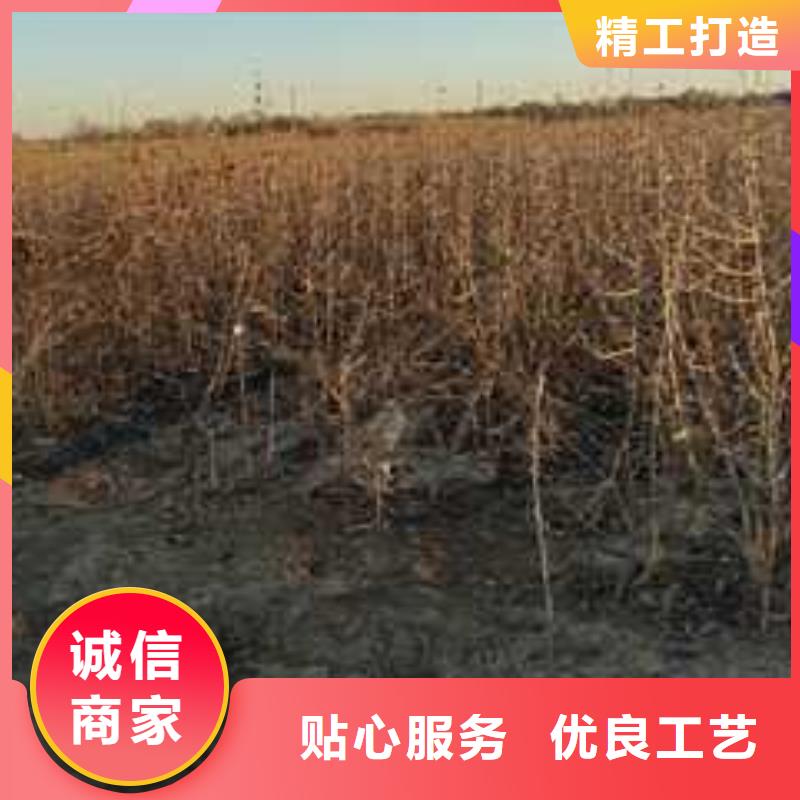 杜梨皇冠梨樹苗讓利客戶