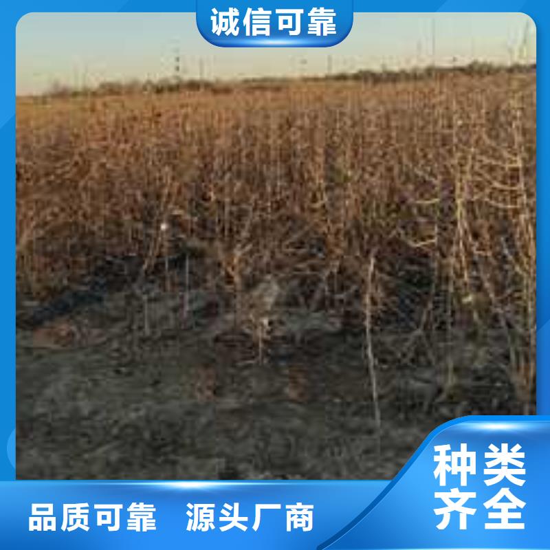 杜梨皇冠梨樹苗自有生產工廠
