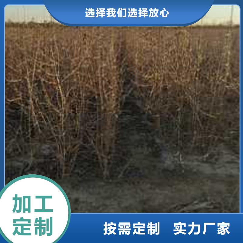 杜梨梨樹苗基地種類齊全