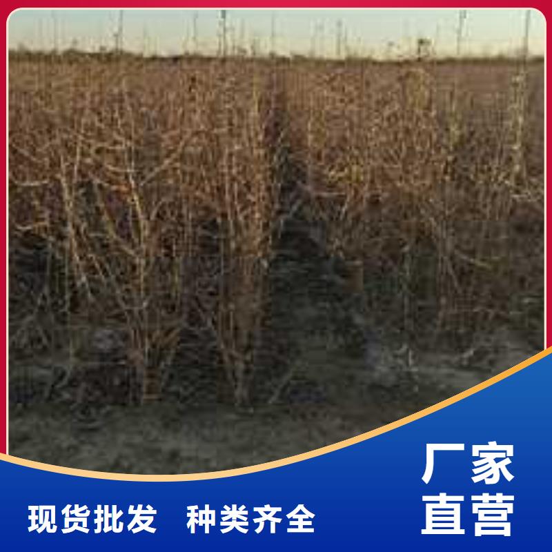 杜梨苗栽培時間