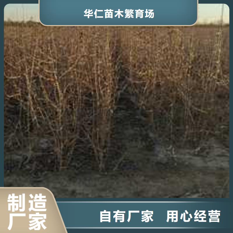 杜梨新梨7號梨樹苗對質量負責