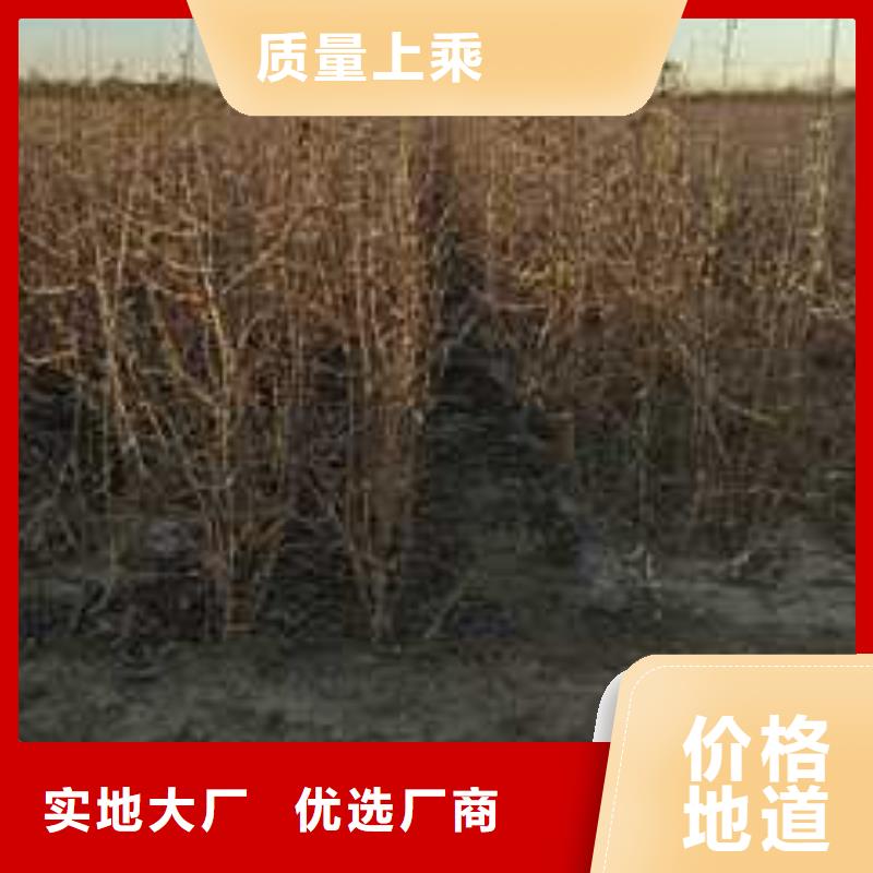 杜梨梨樹苗基地售后服務完善
