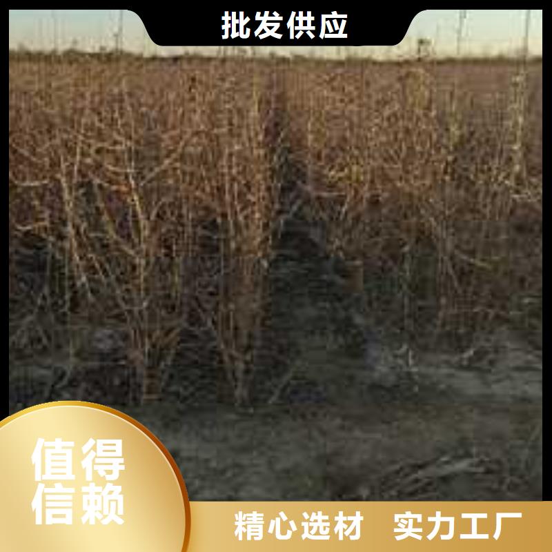 杜梨香酥梨樹苗品質無所畏懼