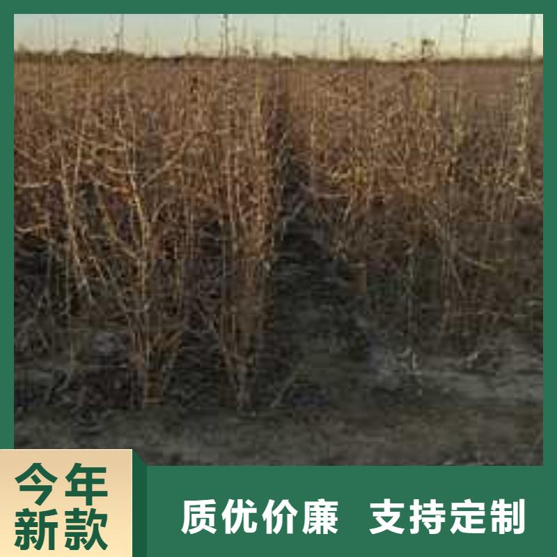 杜梨梨树苗基地做工精细