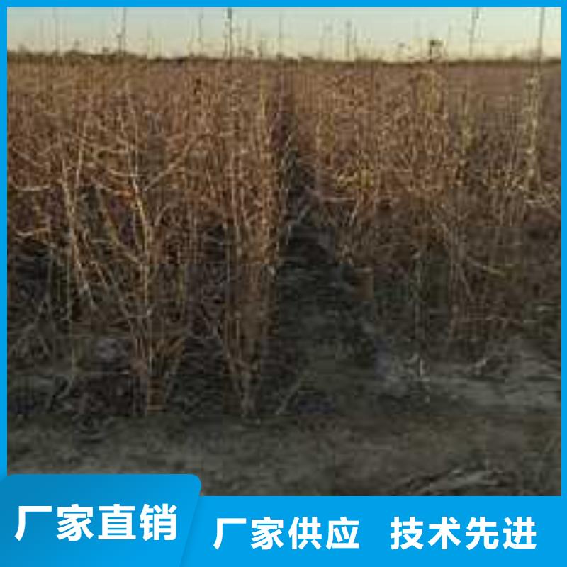 杜梨桃樹(shù)苗值得信賴