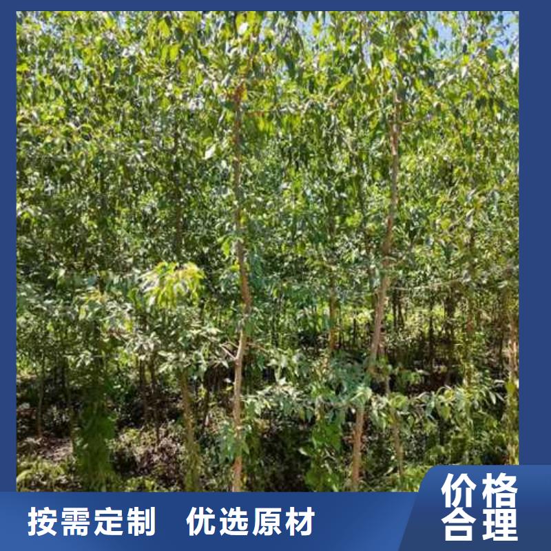 杜梨紅香酥梨樹苗專業信賴廠家