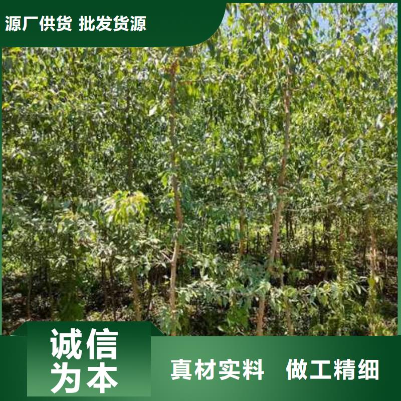 杜梨_【海棠苗】專業(yè)設(shè)計(jì)