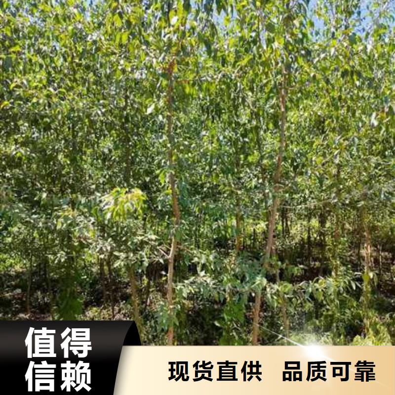 杜梨苗品種介紹