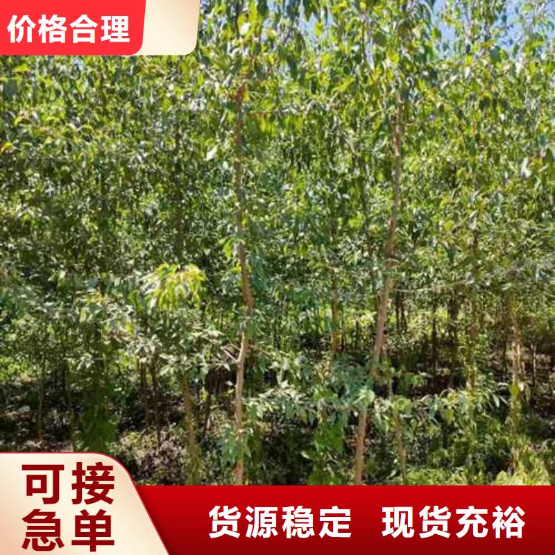 杜梨香酥梨树苗品质无所畏惧