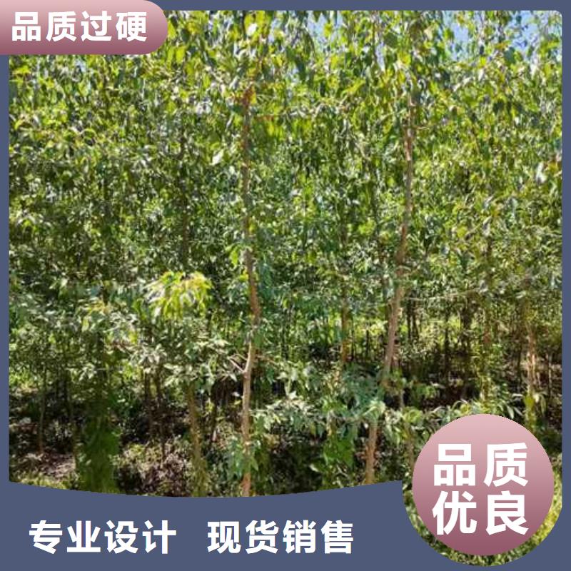 杜梨梨樹苗基地工藝成熟
