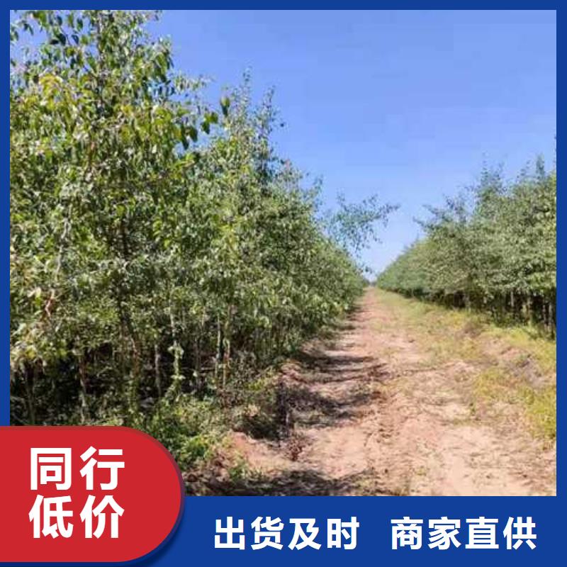 杜梨新梨7號梨樹苗購買的是放心