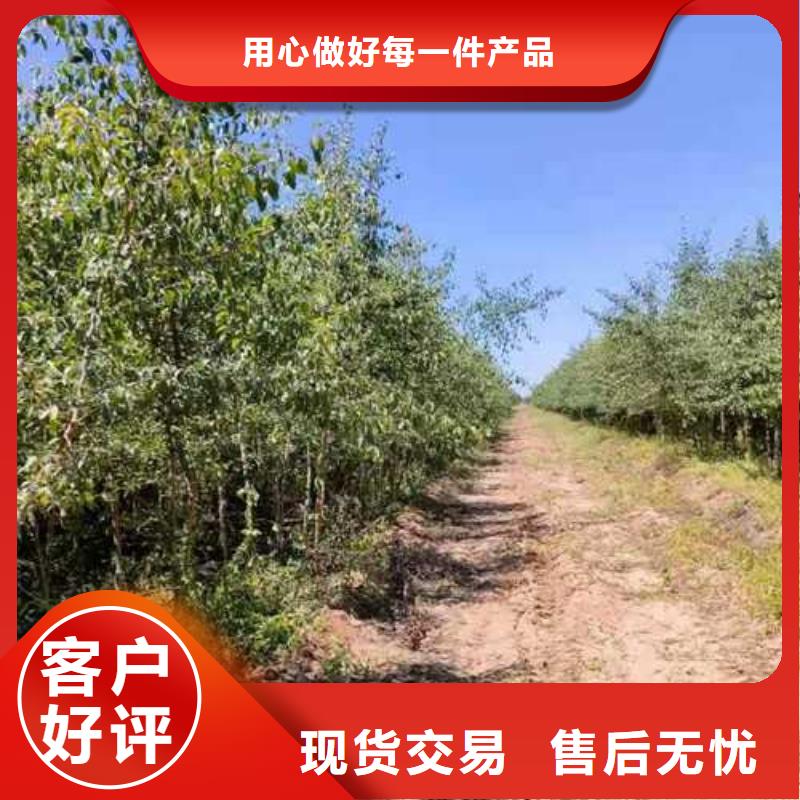 杜梨山桃苗同行低價