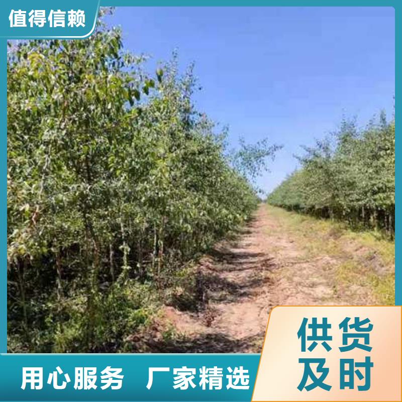 杜梨【毛桃苗】優勢